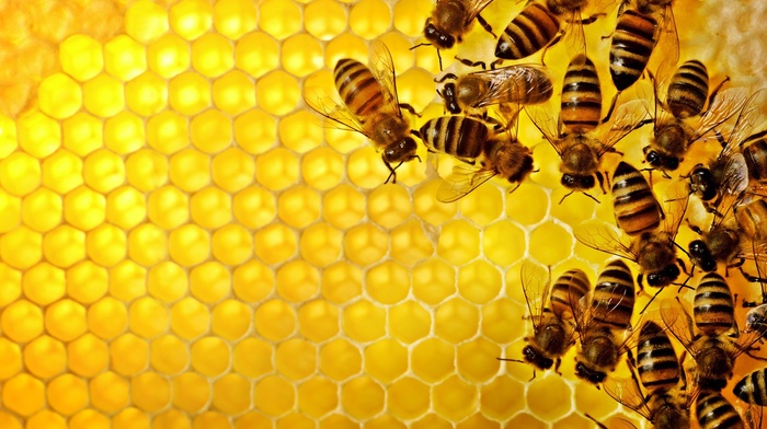 pattern, geometry, nature, texture, hexagon, insect, yellow, bees, honey, hive