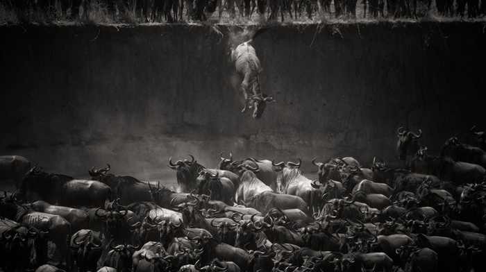 National Geographic, bulls