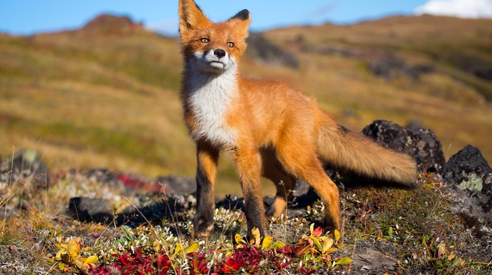 wildlife, fox, animals