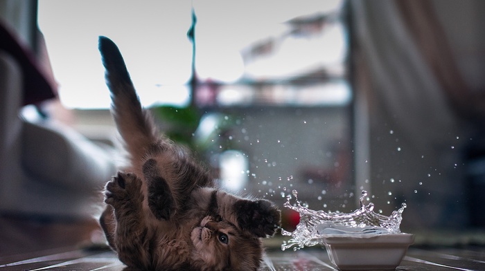 cat, splashes, ben torode, water, animals