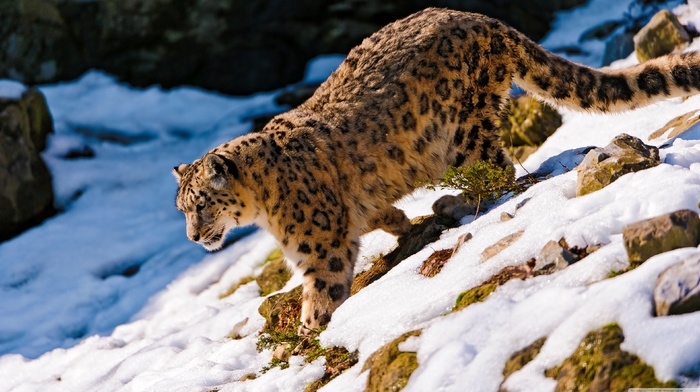 snow leopards, animals