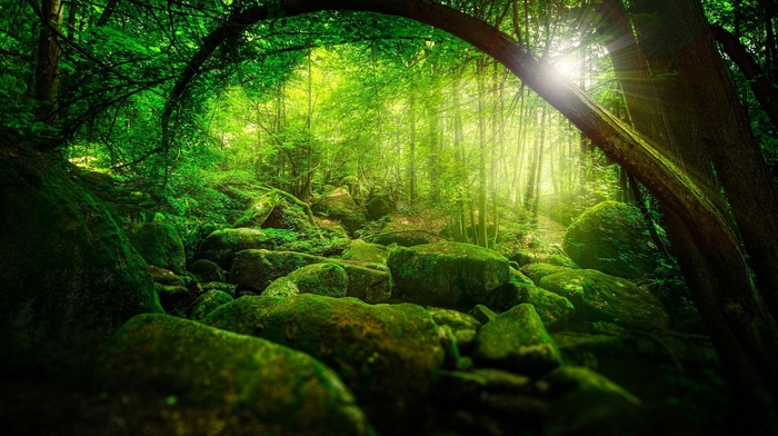 green, moss, stones, branch, trees, sunlight, sun rays, forest, nature