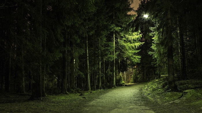 dirt road, nature, forest, branch, landscape, green, lights, trees, path, pine trees