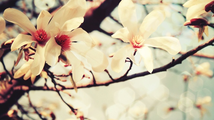 photography, cherry blossom, flowers, nature