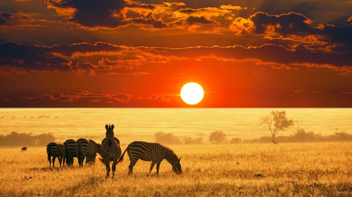 Sun, animals, sky, nature, landscape, zebras