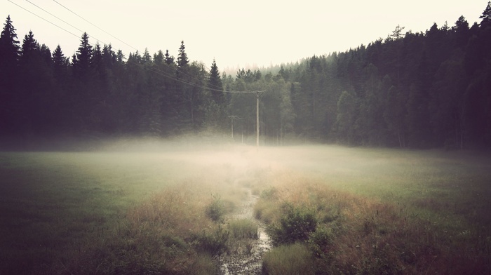 nature, grass, water, dark, forest