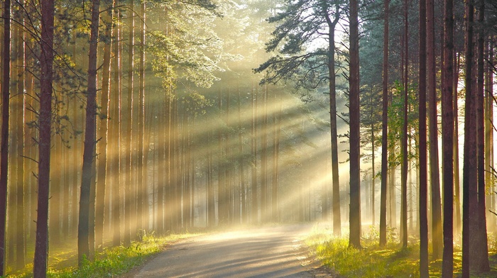 road, forest, wood, sun rays, leaves, branch, shadow, grass, trees, nature