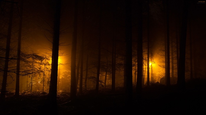 silhouette, nature, forest