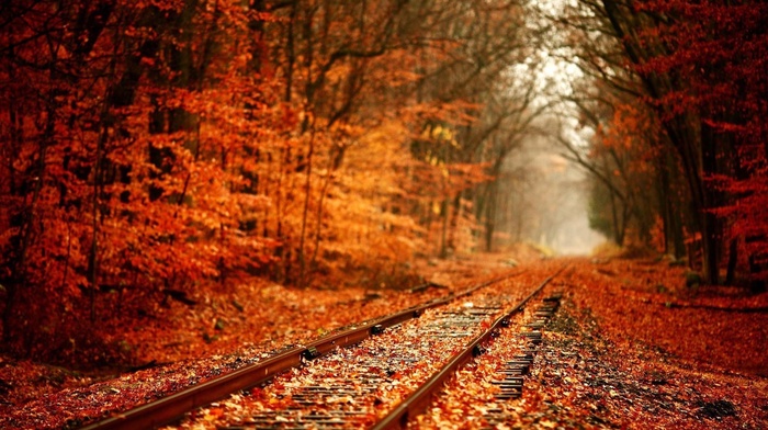 red, branch, leaves, plants, railway, depth of field, trees, nature, forest, fall