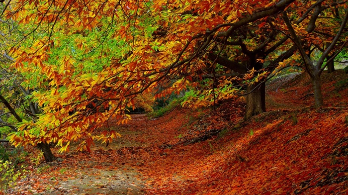 leaves, trees, fall, nature, plants, colorful, branch, forest, path