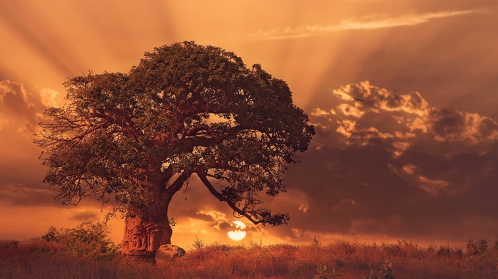 nature, Africa, sunset, baobab trees, landscape, trees, clouds, sun rays, grass