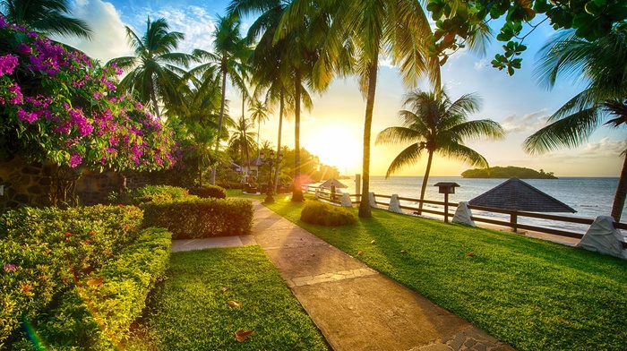sea, sunset, flowers, palm trees, beach, grass, nature, path, coast