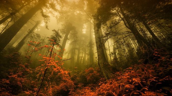 forest, nature, landscape, morning, fall, mist, trees