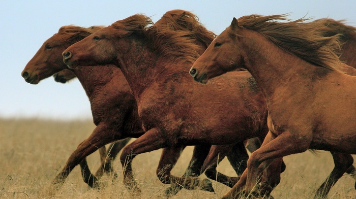 animals, horse