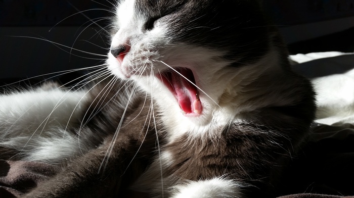 cat, mouths, animals, sleep, yawning