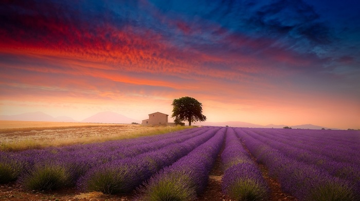 trees, Provence, lavender, nature, flowers, field, clouds, farm, landscape, summer, France, sunset
