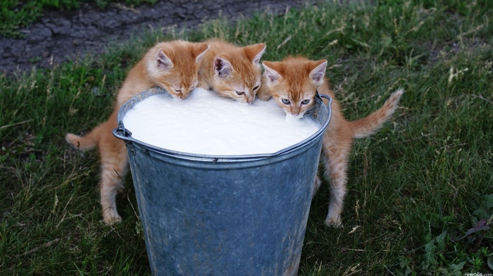 milk, animals, cat, kittens