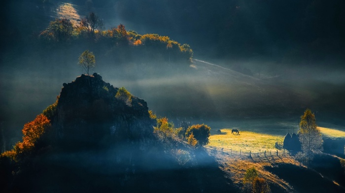 field, trees, morning, Romania, nature, mist, hill, sunrise, landscape