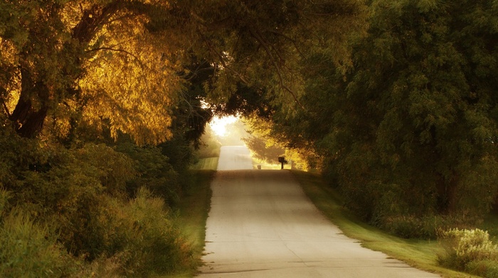 forest, road, nature, trees