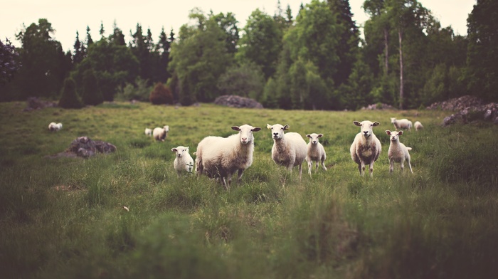 sheep, animals