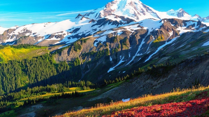 mountain, morning, forest, nature, snowy peak, grass, landscape