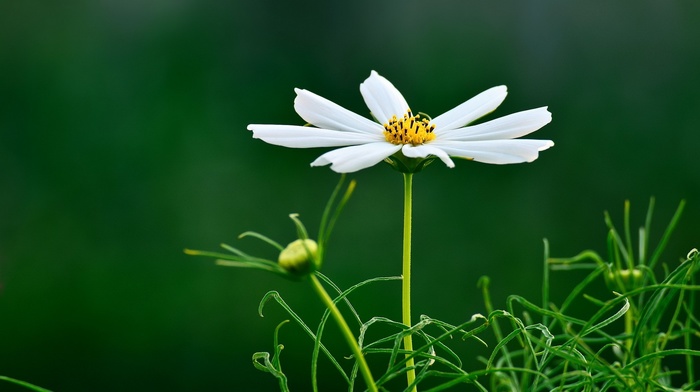 macro, flowers