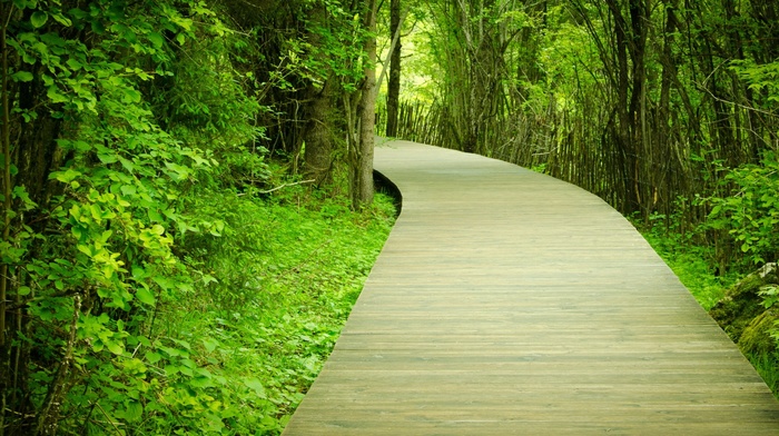nature, trees, path