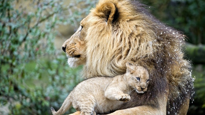 animals, lion