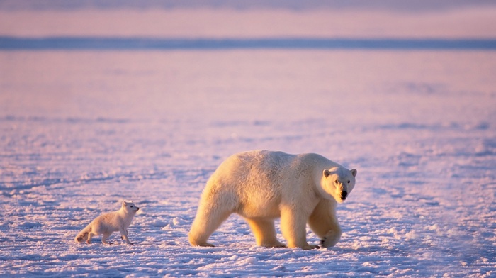 polar bears, snow, animals, Friends