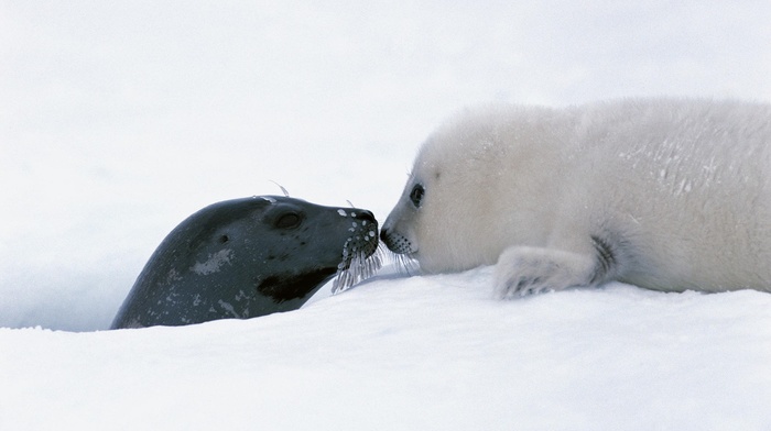 animals
