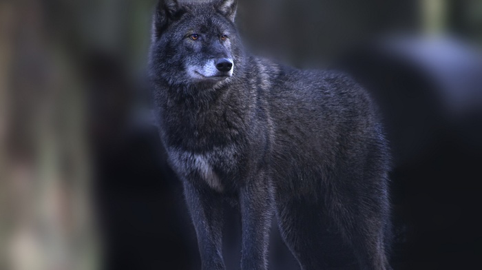 wolf, animals