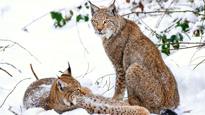 animals, snow