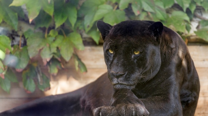animals, Black Panther