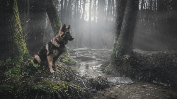 German Shepherd, forest, animals, dog