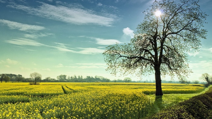 field, landscape, trees, nature, summer