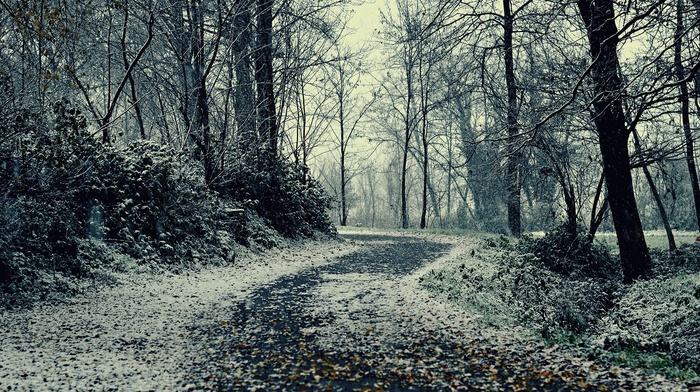 snow, leaves, landscape, winter, branch, trees, forest, road, nature, wood