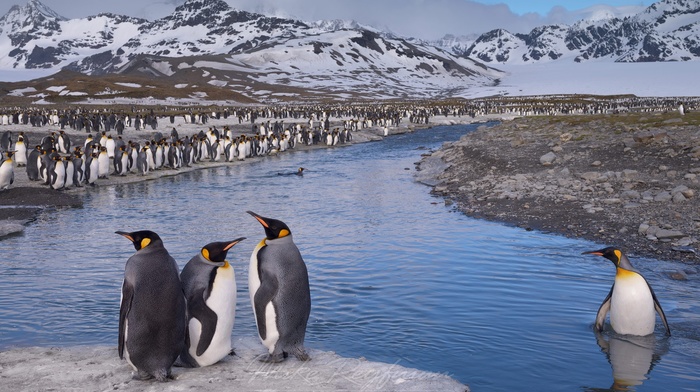 mountain, birds, river, penguins, landscape, animals, nature