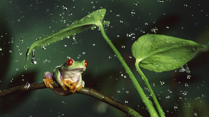 red, Eyed Tree Frogs, frog, water drops, nature, animals, amphibian