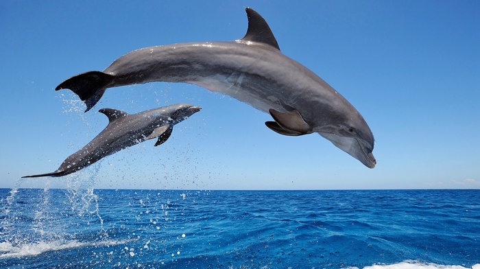 dolphin, sea