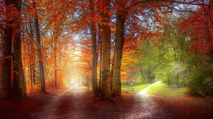 grass, orange, path, red, landscape, trees, nature, green, fall