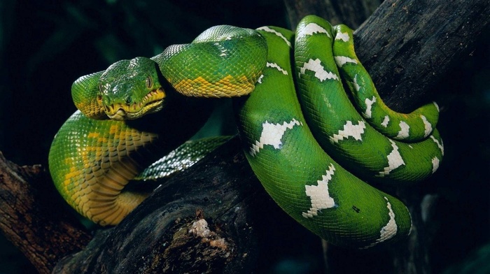 snake, nature, animals