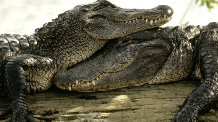 nature, crocodiles, animals