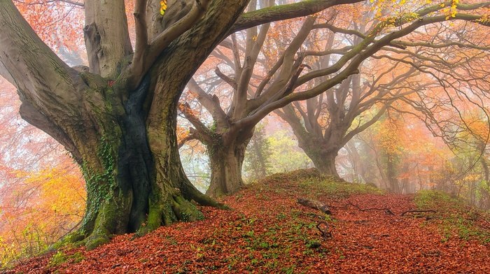 trees, leaves, nature