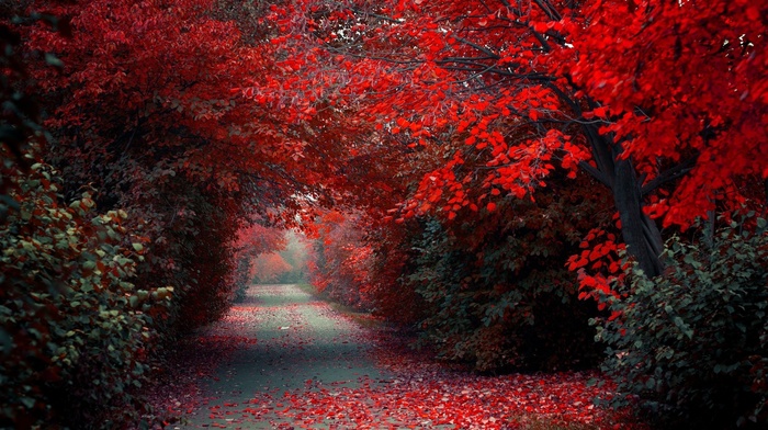 path, trees, road, nature, landscape, red, fall, selective coloring