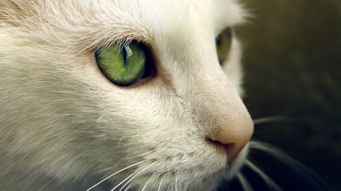 green eyes, animals, closeup, cat