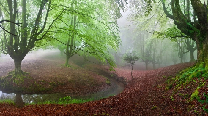 moss, landscape, nature, mist, hill, trees, creeks, green, panoramas, forest