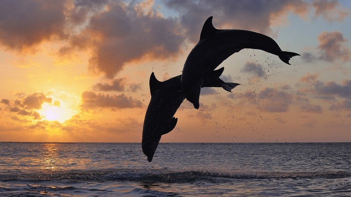 dolphin, sea, sunset, animals