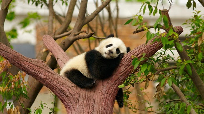 trees, animals