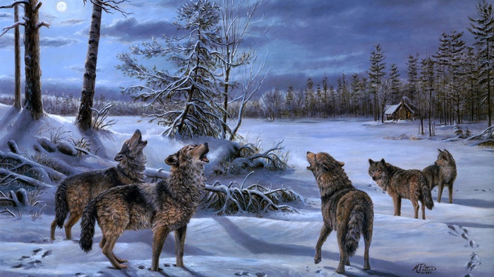 animals, wolf