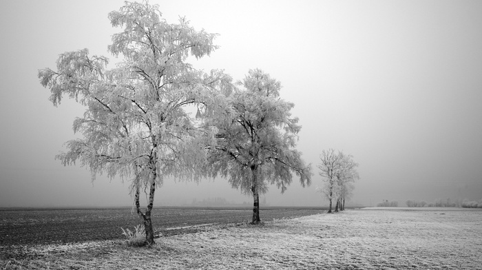 trees, landscape, snow